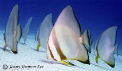 Taken at "Moray Garden" Dahab, Egypt. Canon Powershot S40... by Jonny Simpson-lee 